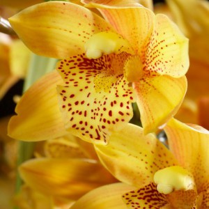 Click to enlarge image 1a-witte-cymbidium.jpg